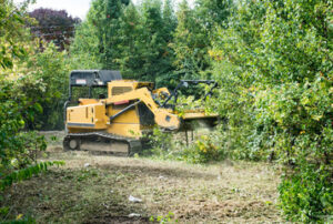 Underbrush Removal